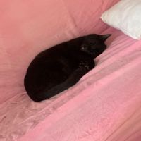 Samy à l'adoption #3