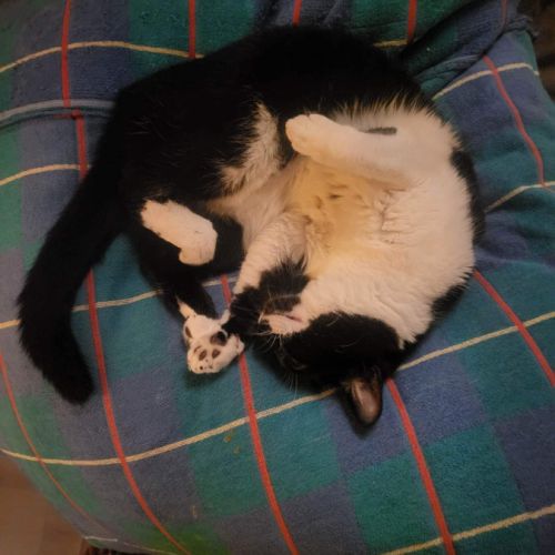 La jolie emma à l'adoption