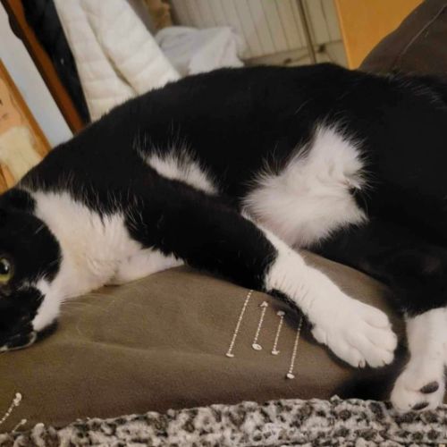 La jolie emma à l'adoption #2