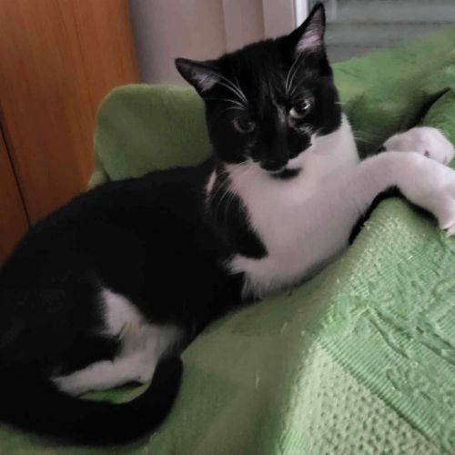 La jolie emma à l'adoption #3