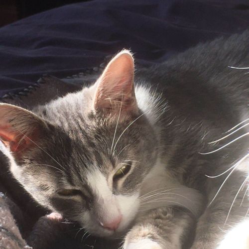 Mélie à l'adoption #1