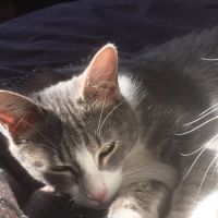 Mélie à l'adoption #1