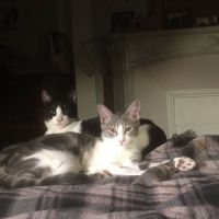 Mélie à l'adoption