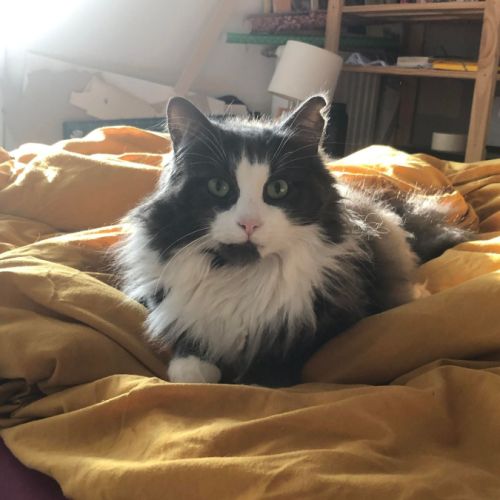 Prince le magnifique matou #3