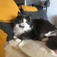 Prince le magnifique matou #1