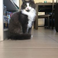 Prince le magnifique matou