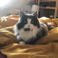 Prince le magnifique matou #3