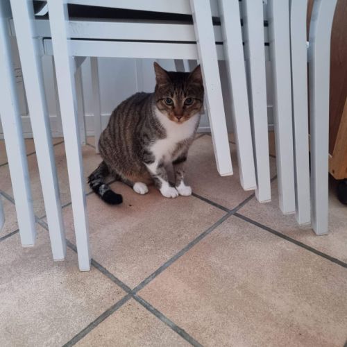 Hagrid cherche sa famille