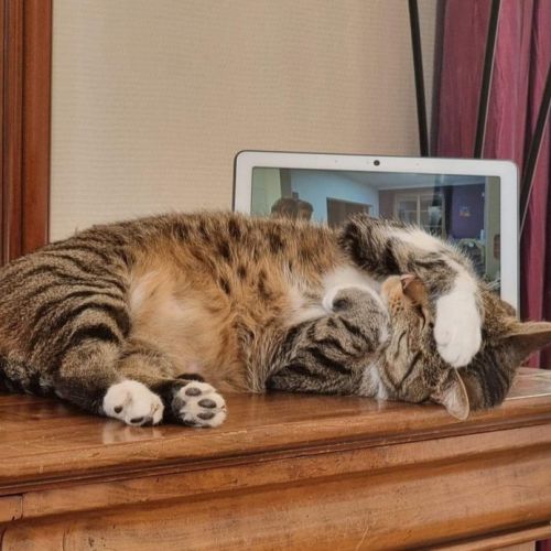 Hagrid cherche sa famille #2