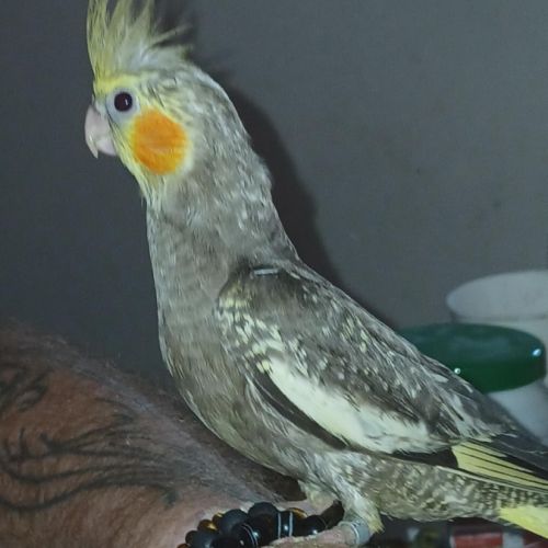 A adopter perruche calopsite élevé à la main.