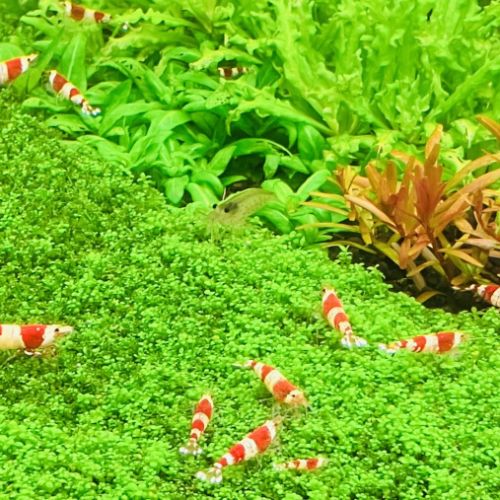 Crevettes crystal red / crevettes crs