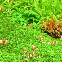 Crevettes crystal red / crevettes crs