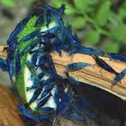 Crevettes blue velvet