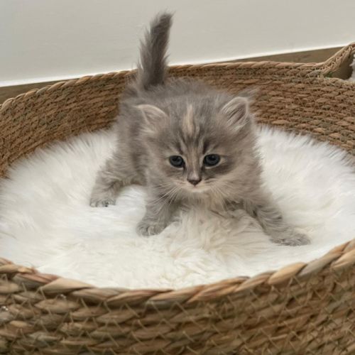 Chatons à vendre loof #1