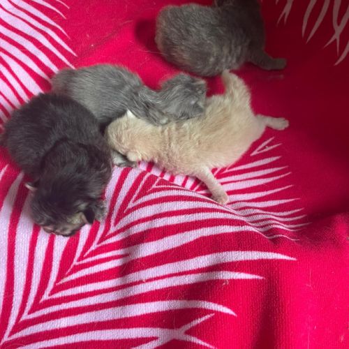 Chatons à vendre loof #3