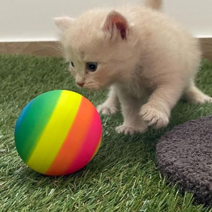 Chatons à vendre loof #7