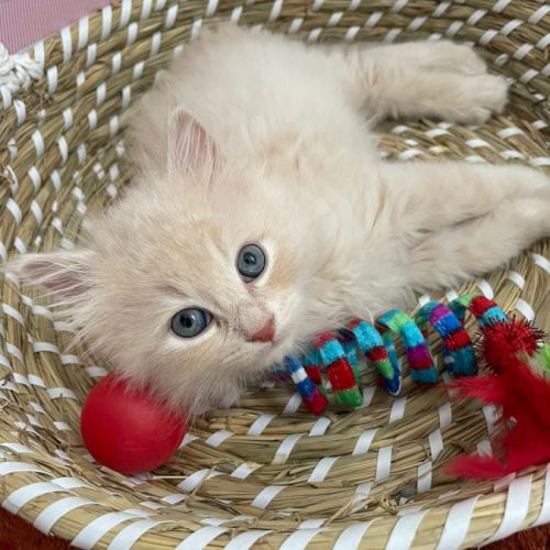 Chatons à vendre loof #8