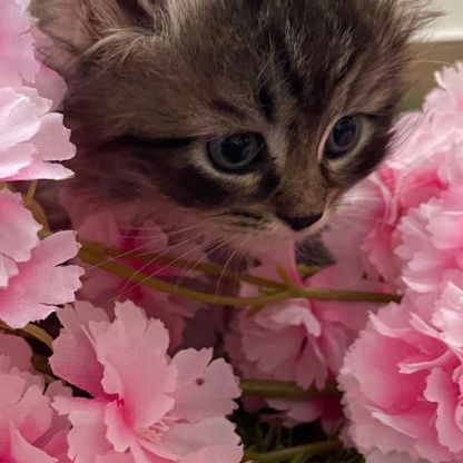 Chatons à vendre loof #9