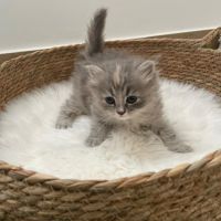 Chatons à vendre loof #1