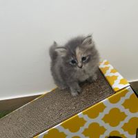 Chatons à vendre loof #2