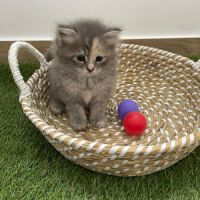 Chatons à vendre loof #4