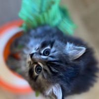 Chatons à vendre loof #0