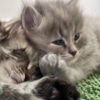 Chatons à vendre loof #6