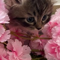 Chatons à vendre loof #9