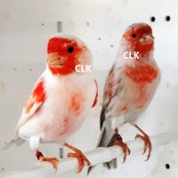 Canaris mosaïque rouge