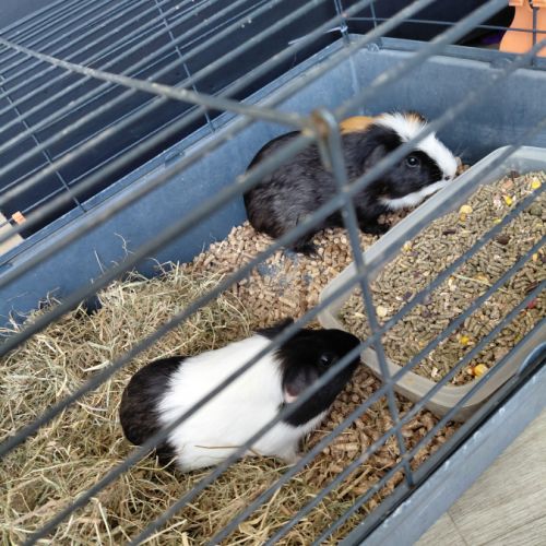 Male a poil court #0