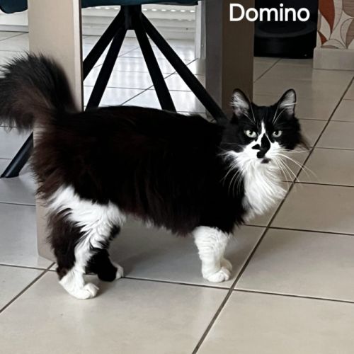 Domino, un magnifique chat de 11 ans à l'adoption #0