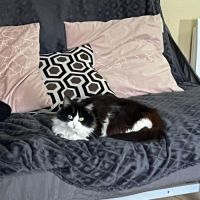 Domino, un magnifique chat de 11 ans à l'adoption #1