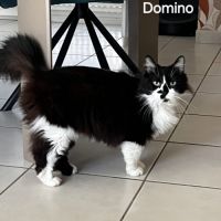 Domino, un magnifique chat de 11 ans à l'adoption