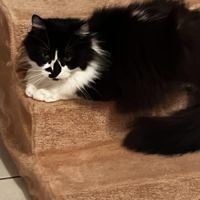 Domino, un magnifique chat de 11 ans à l'adoption #3