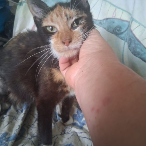 Duchesse une belle minette de 2 ans à l'adoption #2