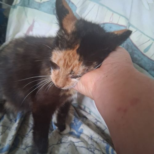 Duchesse une belle minette de 2 ans à l'adoption #3