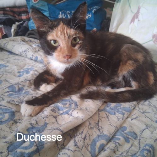 Duchesse une belle minette de 2 ans à l'adoption #0