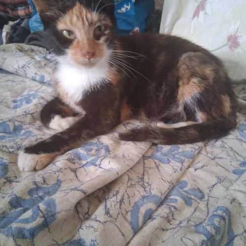 Duchesse une belle minette de 2 ans à l'adoption #5