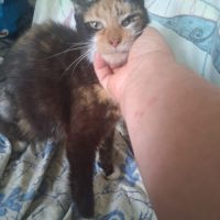 Duchesse une belle minette de 2 ans à l'adoption #1