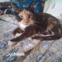 Duchesse une belle minette de 2 ans à l'adoption