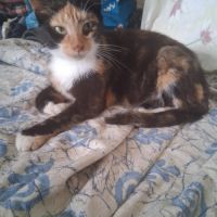 Duchesse une belle minette de 2 ans à l'adoption #5