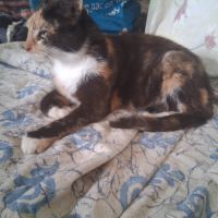 Duchesse une belle minette de 2 ans à l'adoption #6