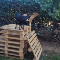 A donner chevres naines