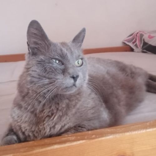 Papoune♀️une minette entre 3 et 5 ans à l'adoption #1