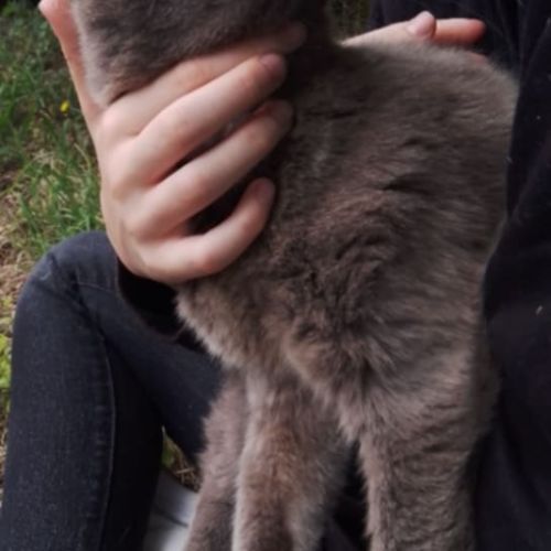 Papoune♀️une minette entre 3 et 5 ans à l'adoption #2