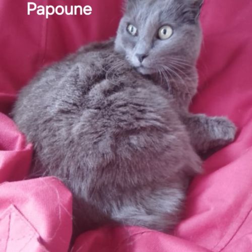 Papoune♀️une minette entre 3 et 5 ans à l'adoption #0