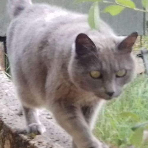 Papoune♀️une minette entre 3 et 5 ans à l'adoption #5