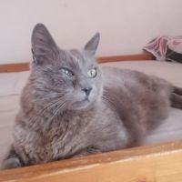 Papoune♀️une minette entre 3 et 5 ans à l'adoption #1