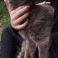 Papoune♀️une minette entre 3 et 5 ans à l'adoption #2