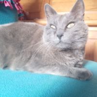 Papoune♀️une minette entre 3 et 5 ans à l'adoption #4